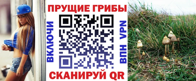 Псилоцибиновые грибы Cubensis  Купить  Клинцы 